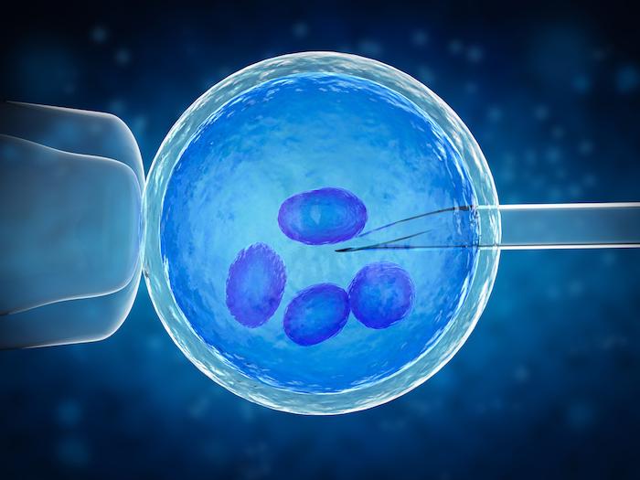 Le bilan des 40 ans de la fécondation in vitro