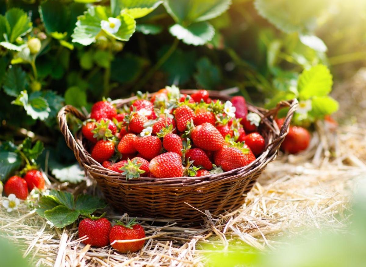 Maladies cardiovasculaires : les fraises potentiellement intéressantes