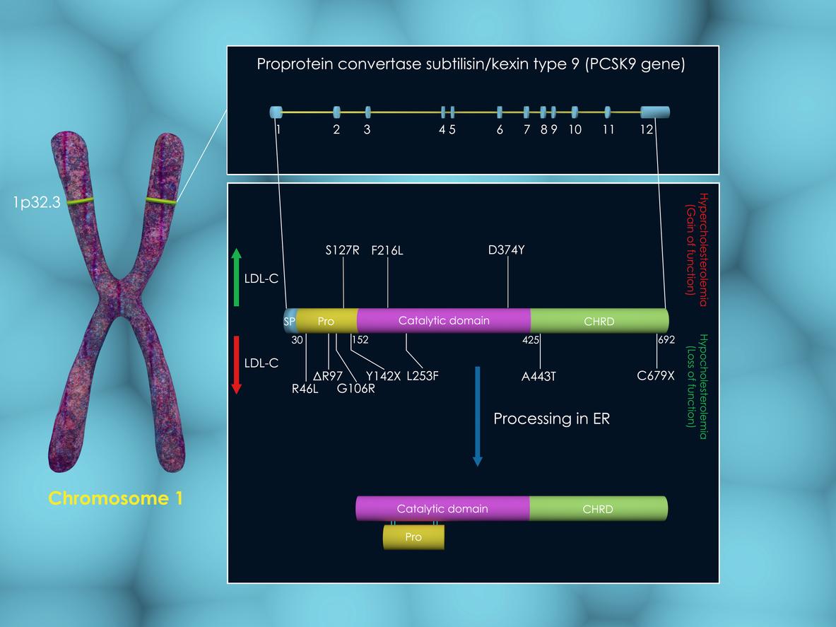 Inhibiteurs oraux du PCSK9 : des performances aussi élevées que les injectables. 