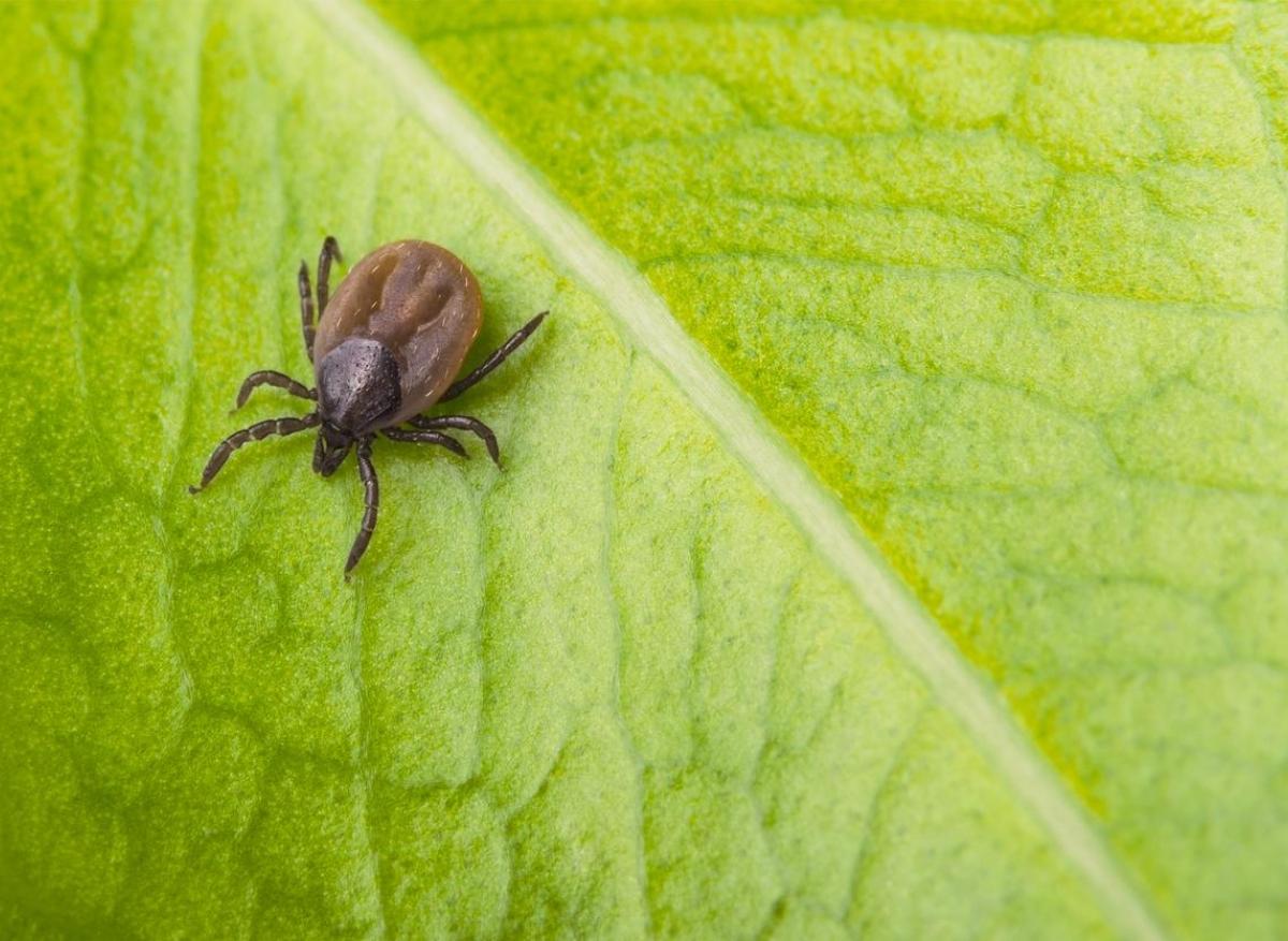 Tiques : les jardins presqu'aussi dangereux que la nature