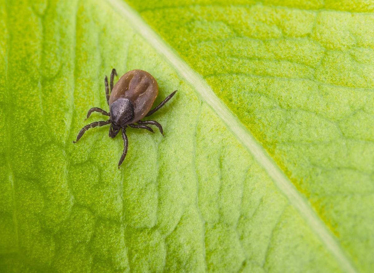 Lyme : un antimicrobien ciblé pour éradiquer la bactérie 