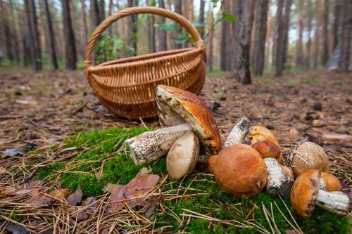 Intoxications aux champignons :  tendance à la hausse en octobre