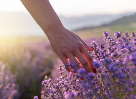 Hypertension : le mécanisme des traitements par les plantes a été identifié