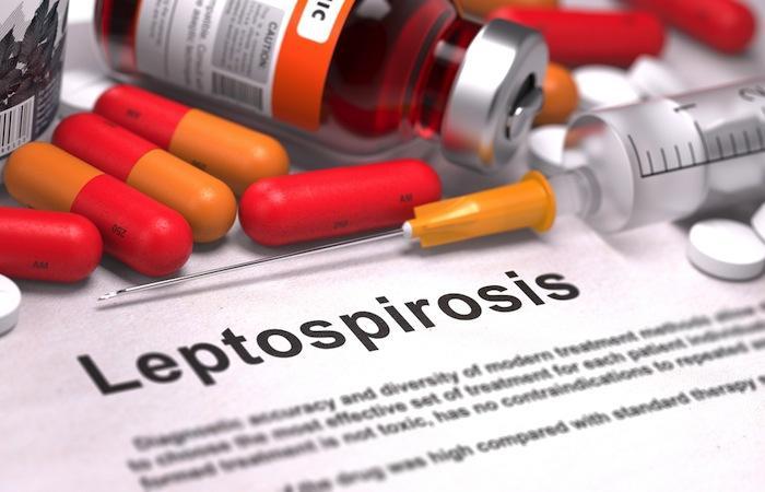 Leptospirose : incidence aussi élevée qu'en 1920