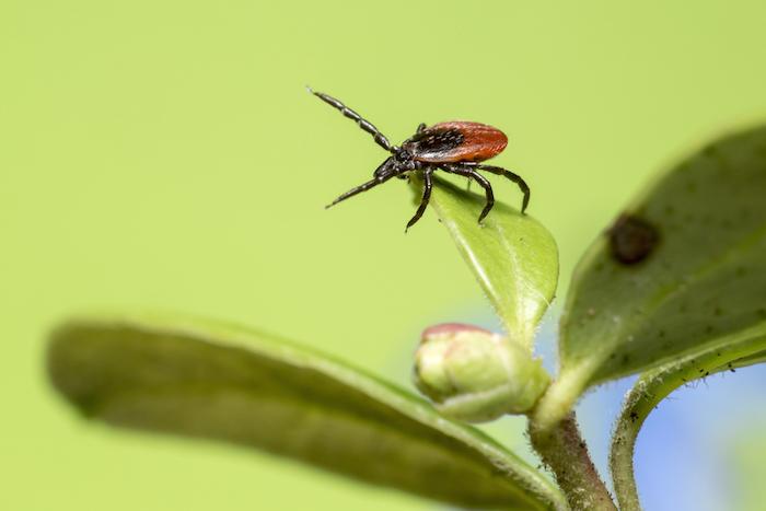 Maladie de Lyme : l’arthrite qui résiste au traitement antibiotique est auto-immune 