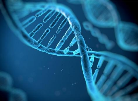 CRISPR : les « ciseaux génétiques » en phase de test