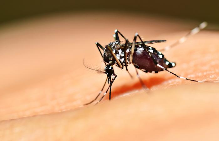 Dengue : le système immunitaire dicte la symptomatologie