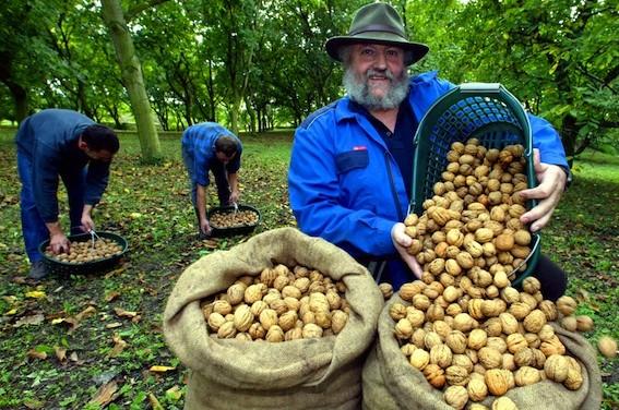 Risque cardiovasculaire : l'effet hypocholestérolémiant des fruits à coques