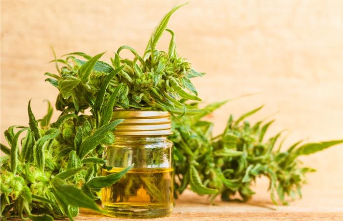 Psychose : le cannabidiol permettrait de réduire les symptômes 