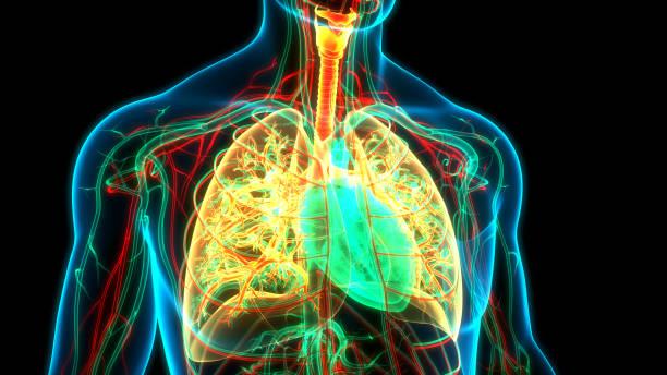 Fibrose pulmonaire interstitielle : intérêt prouvé de la tomographie par cohérence optique endo bronchique
