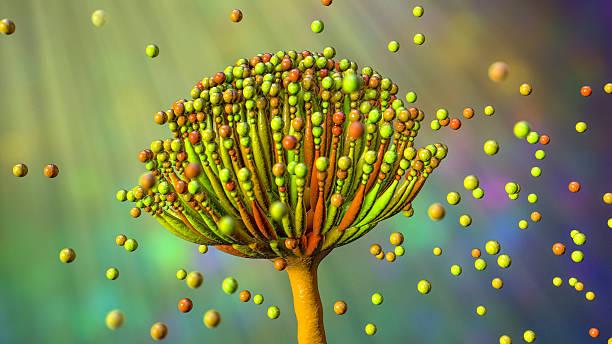 Aspergillose invasive en hématologie : un diagnostic précoce et un nouveau traitement antifongique 