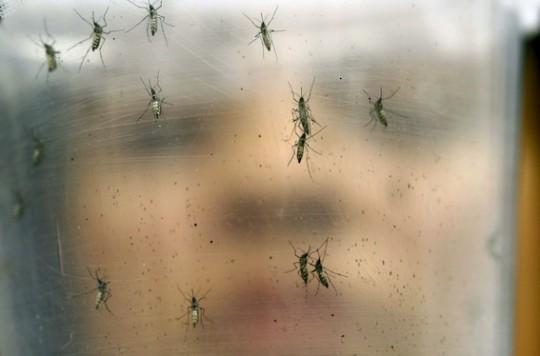 Zika : la carte d'Europe des pays à risque selon l'OMS