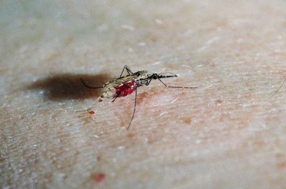 Chikungunya, dengue : 22 départements touchés