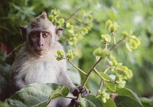 Sida : des anticorps protecteurs pendant 6 mois chez le singe