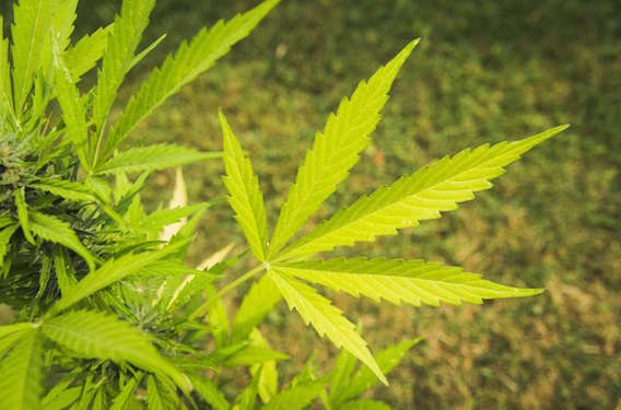 Cannabis : légaliser pour faire baisser la consommation