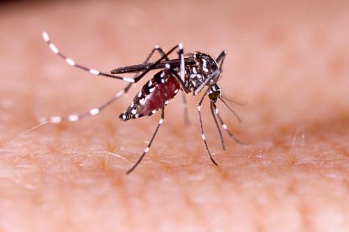 Zika : l'infection des bébés dépend de leurs gènes 