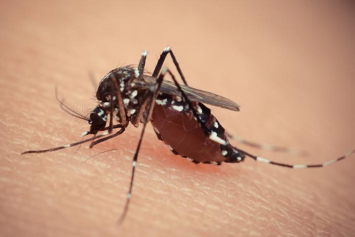 Zika : le sofosbuvir potentiellement efficace contre le virus