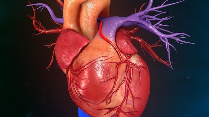 Insuffisance cardiaque : une nouvelle technique de reprogrammation cellulaire pour réparer les coeurs 