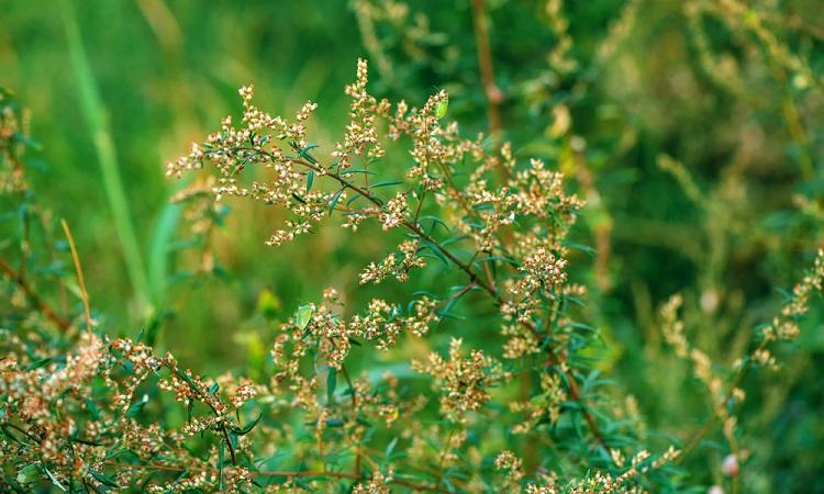 L’ambroisie : une allergie avec un pic au moment des vendanges