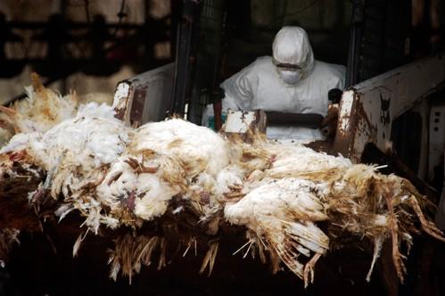 Grippe aviaire : des milliers de volailles infectées par le H7N9 à Hong Kong