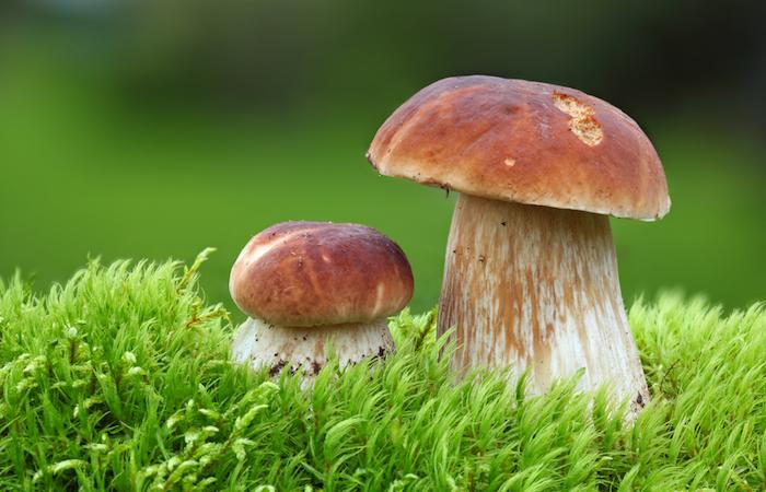 Champignons hallucinogènes : possible intérêt dans la dépression