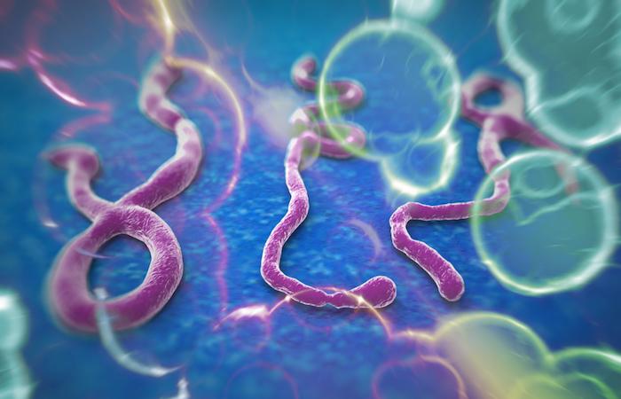 Ebola : de nouveaux anticorps  contre plusieurs virus