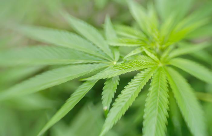 Cannabis : les addictologues veulent un débat sur la dépénalisation