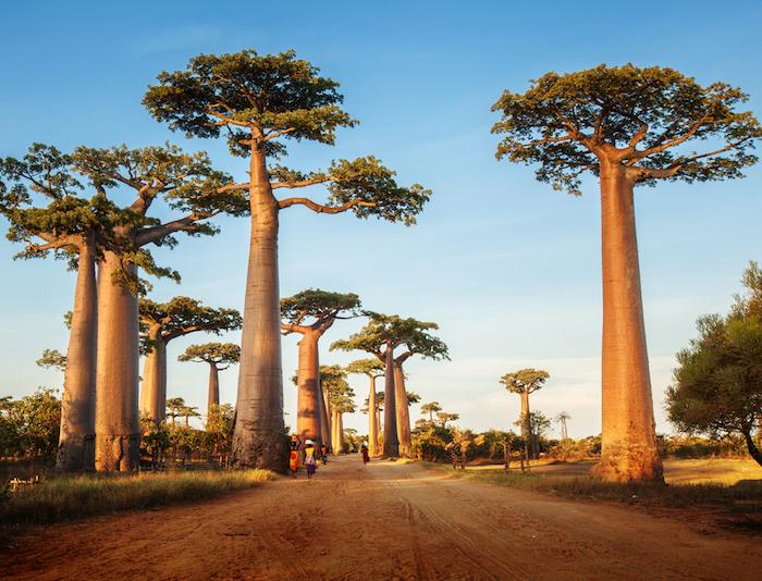 Peste : une épidémie de peste pulmonaire inquiétante à Madagascar