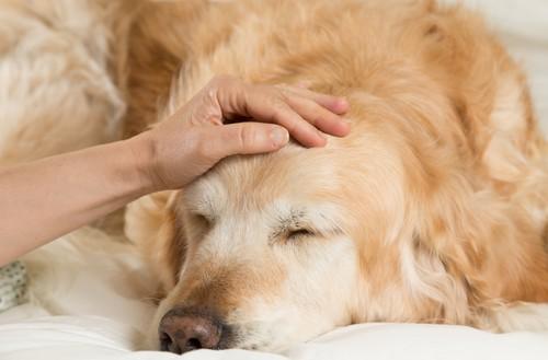 Troubles psychiques : le rôle bénéfique des animaux de compagnie