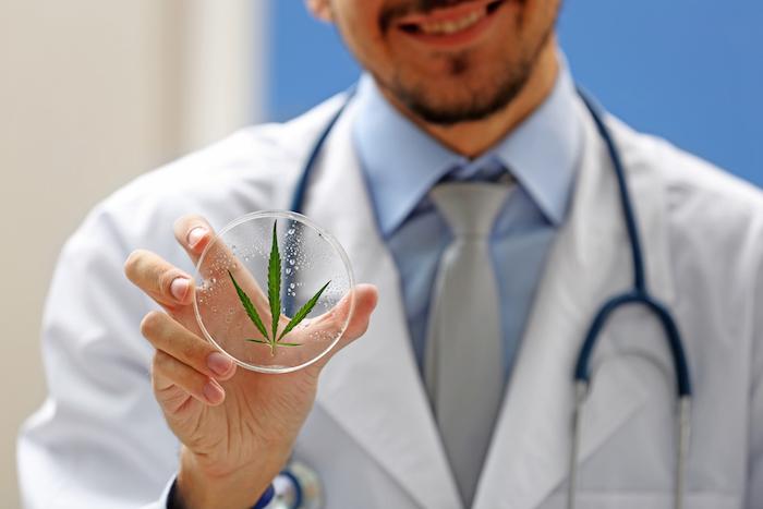Cannabis médical : un bénéfice sur la douleur surestimé selon de nouvelles recommandations