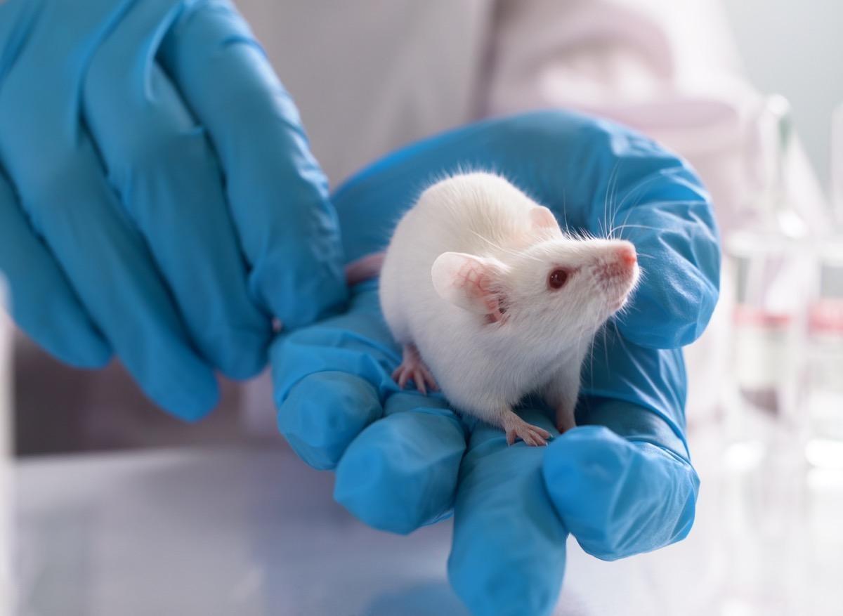 Lésions de la mœlle épinière : une nouvelle molécule prometteuse chez la souris