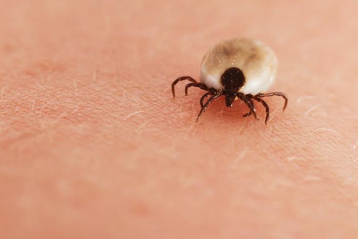 Maladie de Lyme : l'Inra appelle les Français à participer au projet Citicks