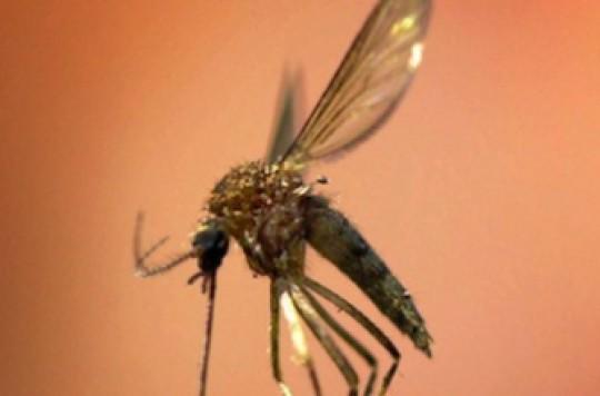 Paludisme : vers un blocage de la division des parasites les plus dangereux