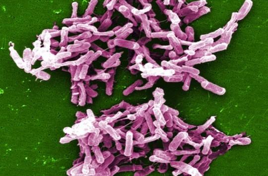 Colite à Clostridium difficile : la compétition bactérienne est une solution