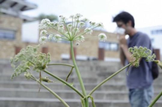 Cancer : les risques de la médecine par les plantes