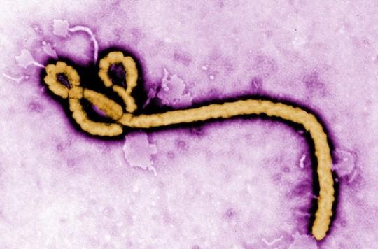 Ebola : 25% des patients sont asymptomatiques