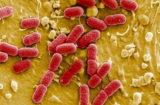 MICI : le rôle causal de la dysbiose sur l’inflammation intestinale