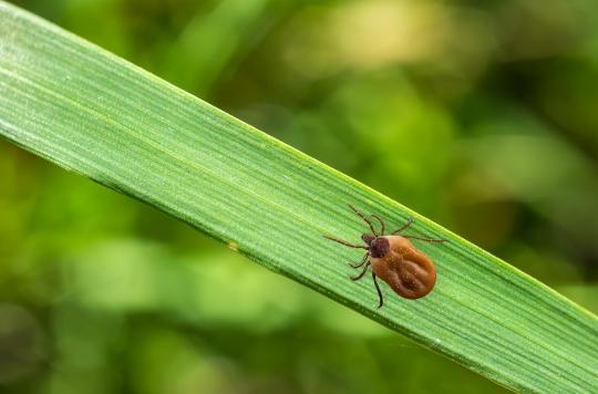 Lyme : une clarification dans le grand bazar des tests diagnostiques