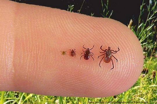 Lyme : pas d'indication pour la prolongation des antibiotiques