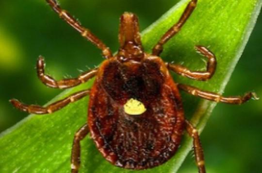 Maladie de Lyme : un épanchement synovial pourrait être un signe précurseur 