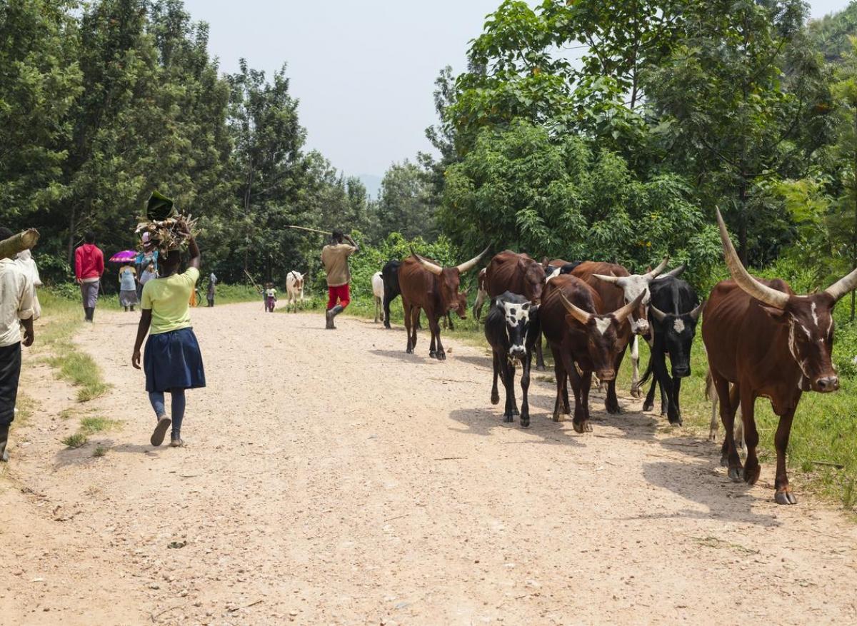 Fièvre de la Vallée du Rift : un exemple de lutte contre les zoonoses