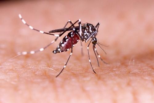 Zika : un 4ème cas dans le Lot-et-Garonne