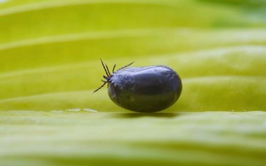 Maladie de Lyme : des médecins traqués par l’Assurance Maladie